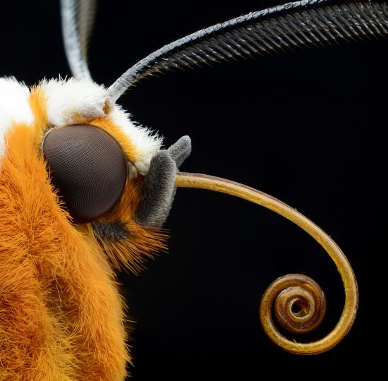 Insectphilia: una mirada cercana al arte geométrico de los insectos