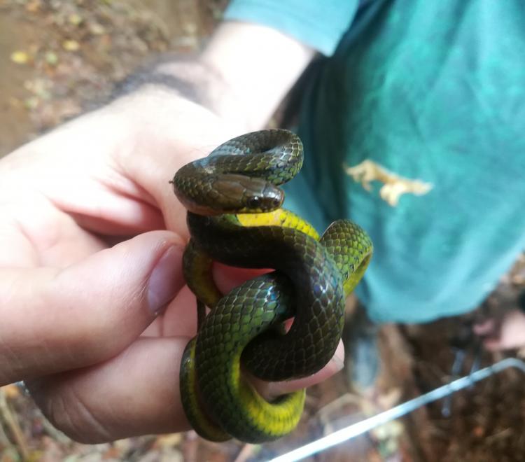 Herpetofauna de La Chiripa, Zona Protectora El Chayote, Naranjo